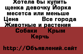 Хотела бы купить щенка девочку Йорка 2 месетса или меньше › Цена ­ 5 000 - Все города Животные и растения » Собаки   . Крым,Керчь